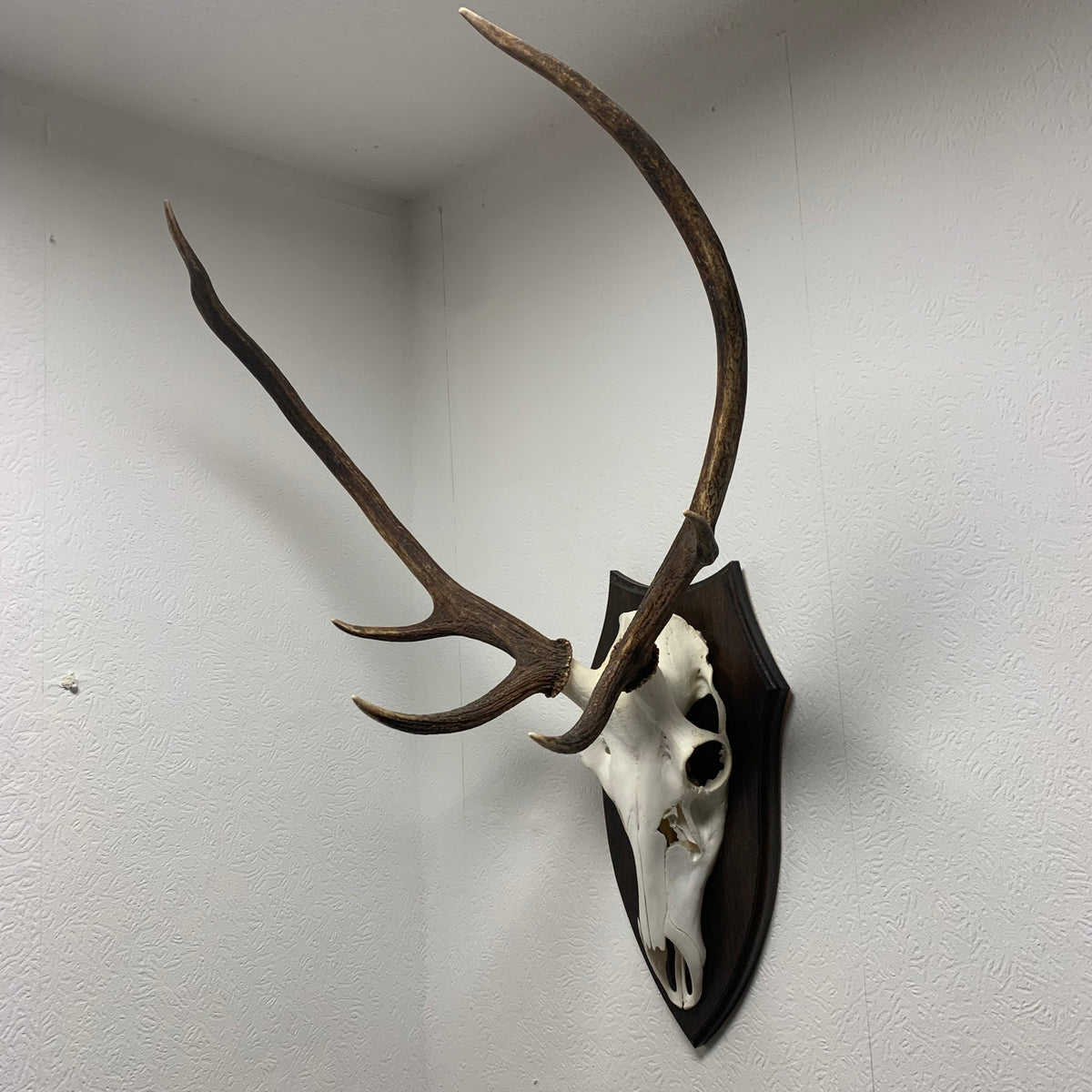 Hirsch Geweih – Trödelfuchs Vintage Shop