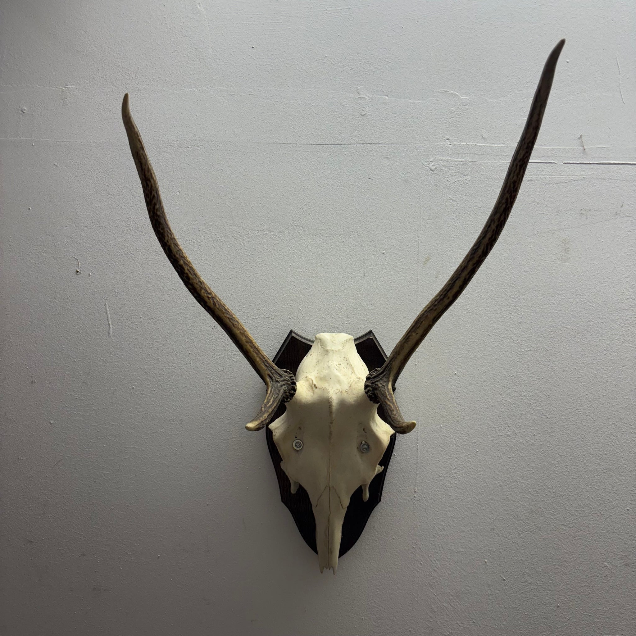 Hirsch Geweih