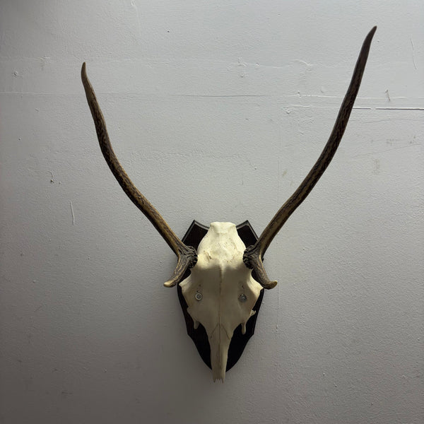 Hirsch Geweih