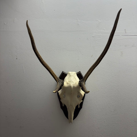 Hirsch Geweih