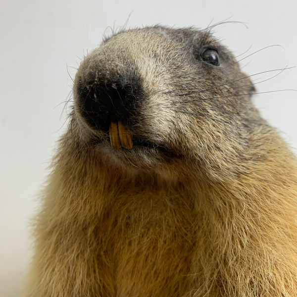 Vintage Murmeltier Präparat