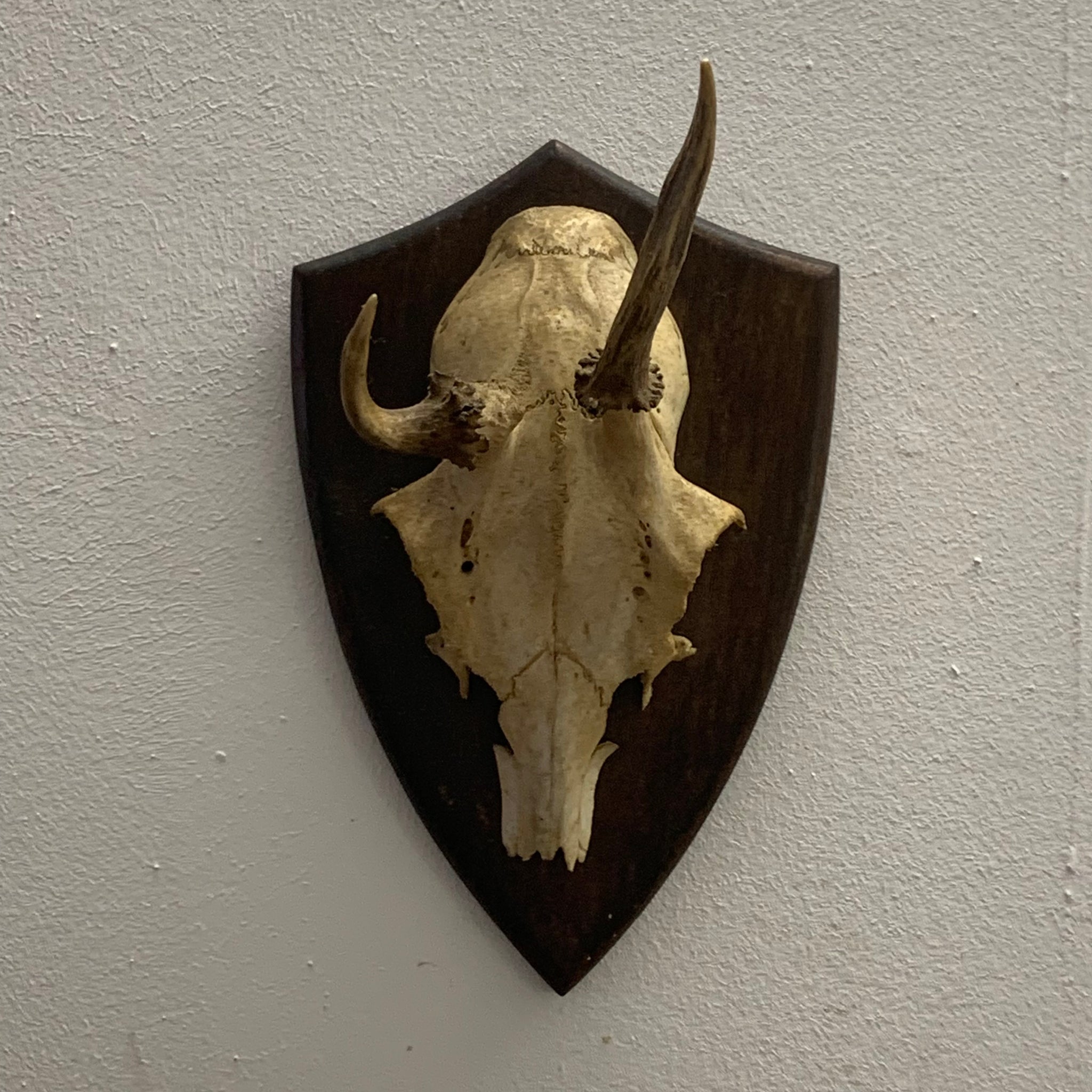 Rehbock Gehörn