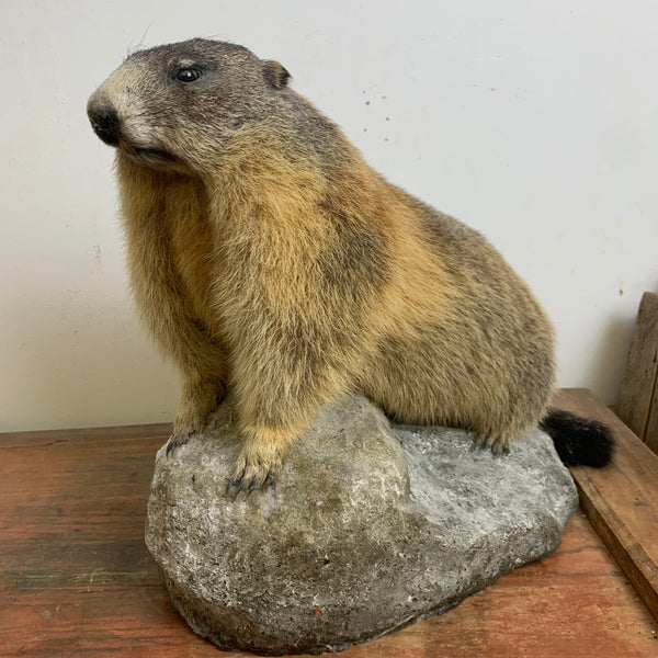 Vintage Murmeltier Präparat