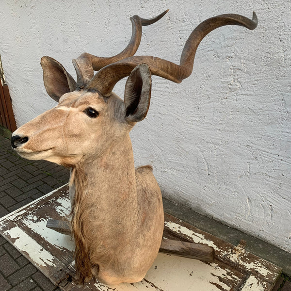 Vintage Großer Kudu Präparat