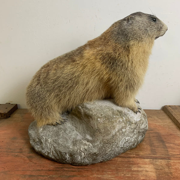 Vintage Murmeltier Präparat