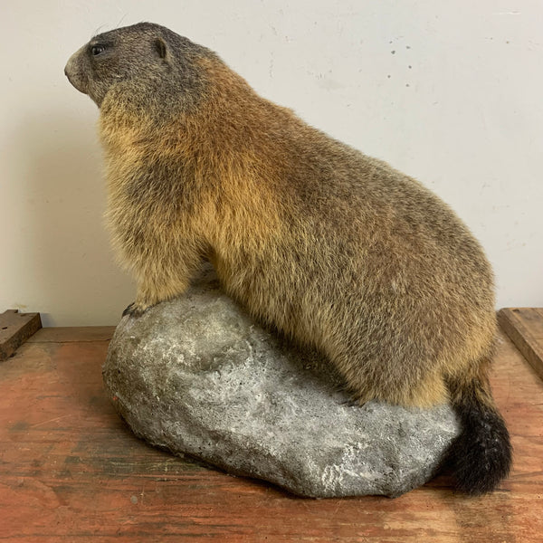 Vintage Murmeltier Präparat