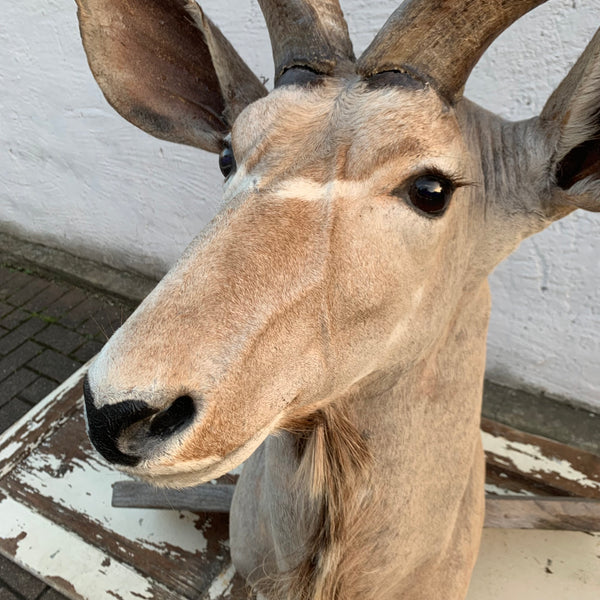 Vintage Großer Kudu Präparat
