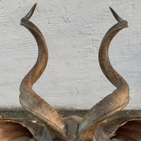 Vintage Großer Kudu Präparat