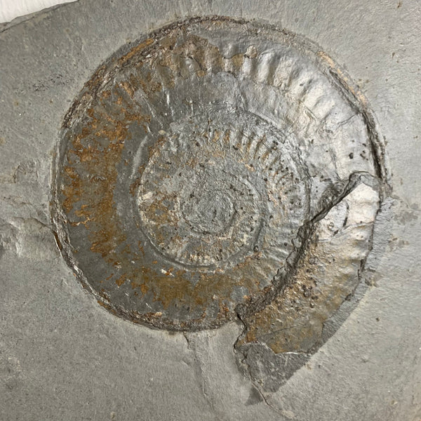 Fossil Ammonit