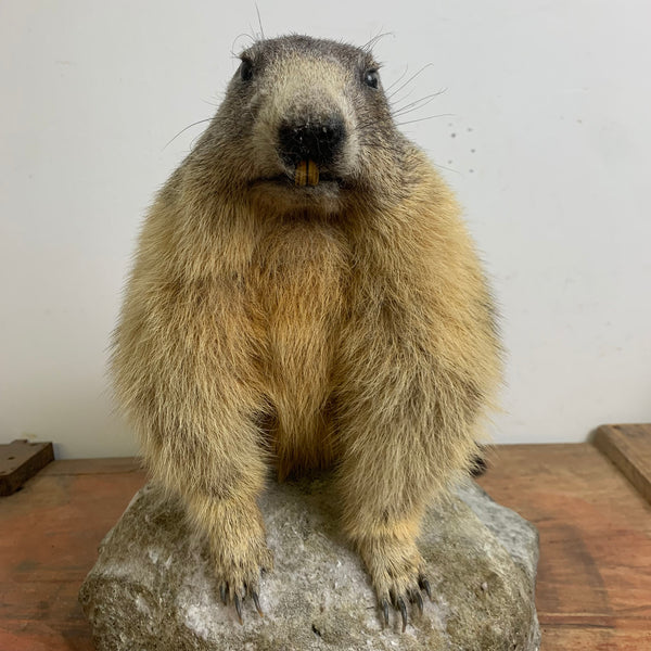 Vintage Murmeltier Präparat