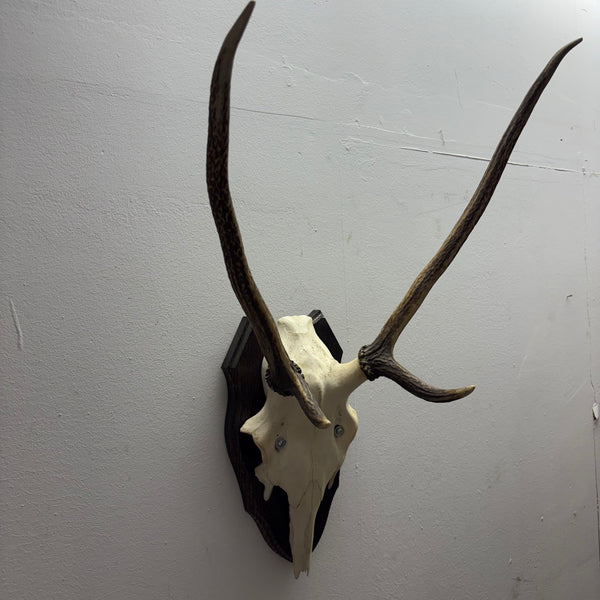 Hirsch Geweih