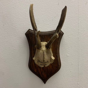 Rehbock Gehörn
