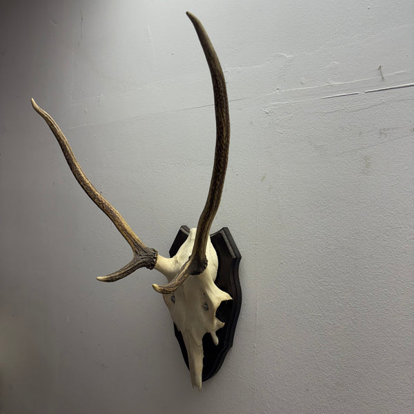 Hirsch Geweih