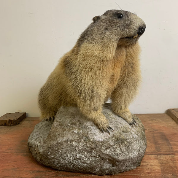 Vintage Murmeltier Präparat