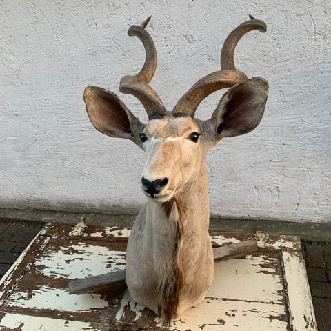 Vintage Großer Kudu Präparat