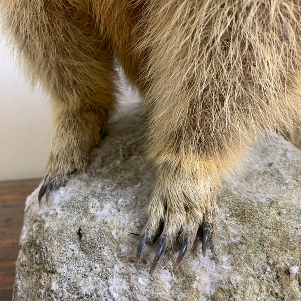 Vintage Murmeltier Präparat