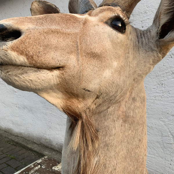 Vintage Großer Kudu Präparat