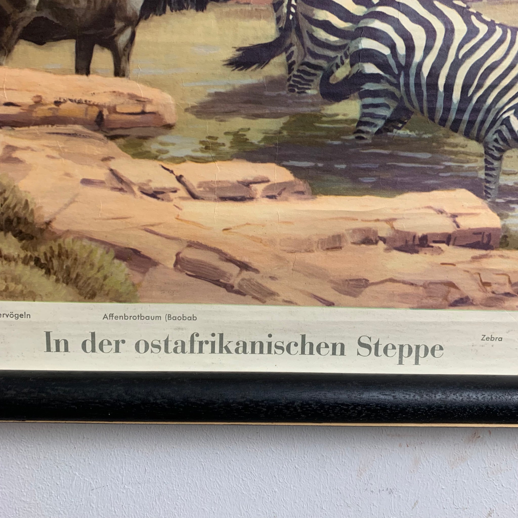 1960 - Michael M. Kiefer Schulwandkarte In der ostafrikanischen Steppe - Detail Titel